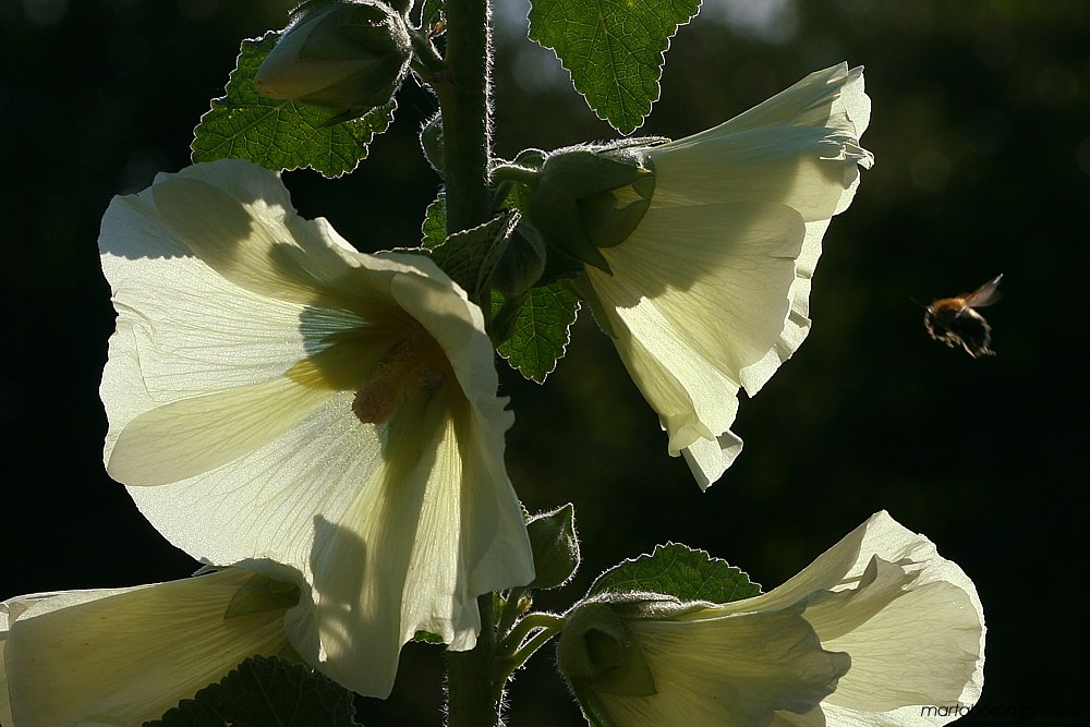 Malwa ogrodowa
[i]Alcea rosea[/i]
Słowa kluczowe: kwiat,biały