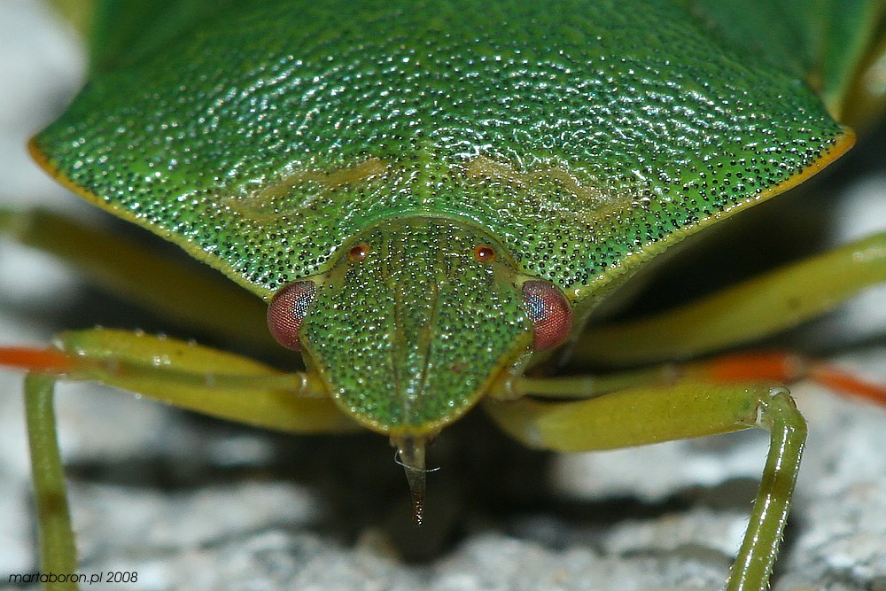 Odorek zieleniak
[i]Palonema prasina[/i]
Słowa kluczowe: owad,pluskwiak,zielony