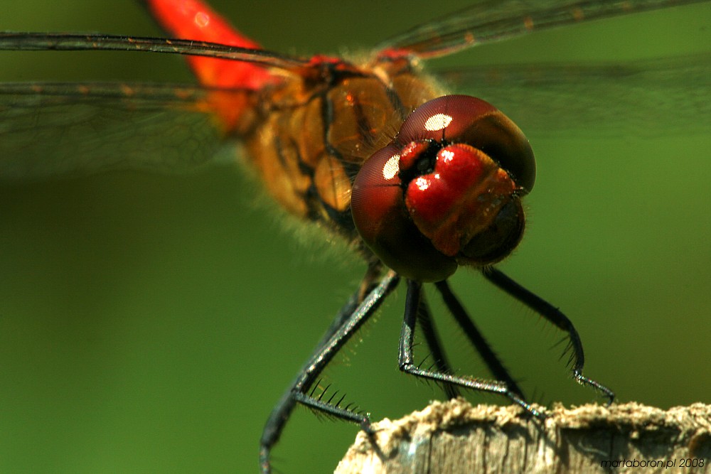 Szablak krwisty, samiec
[i]Sympetrum sanguineum[/i]
Słowa kluczowe: owad,ważka,czerwony