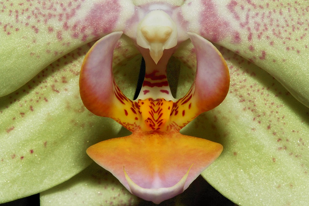 Storczyk
[i]Phalaenopsis sp.[/i]
Słowa kluczowe: kwiat,biały