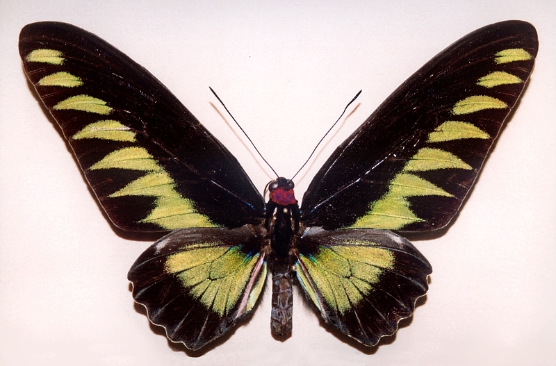 Motyl
Słowa kluczowe: owad,motyl,zielony