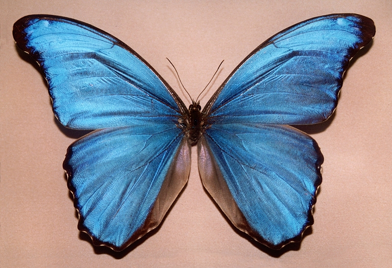 Motyl
Słowa kluczowe: owad,motyl,niebieski