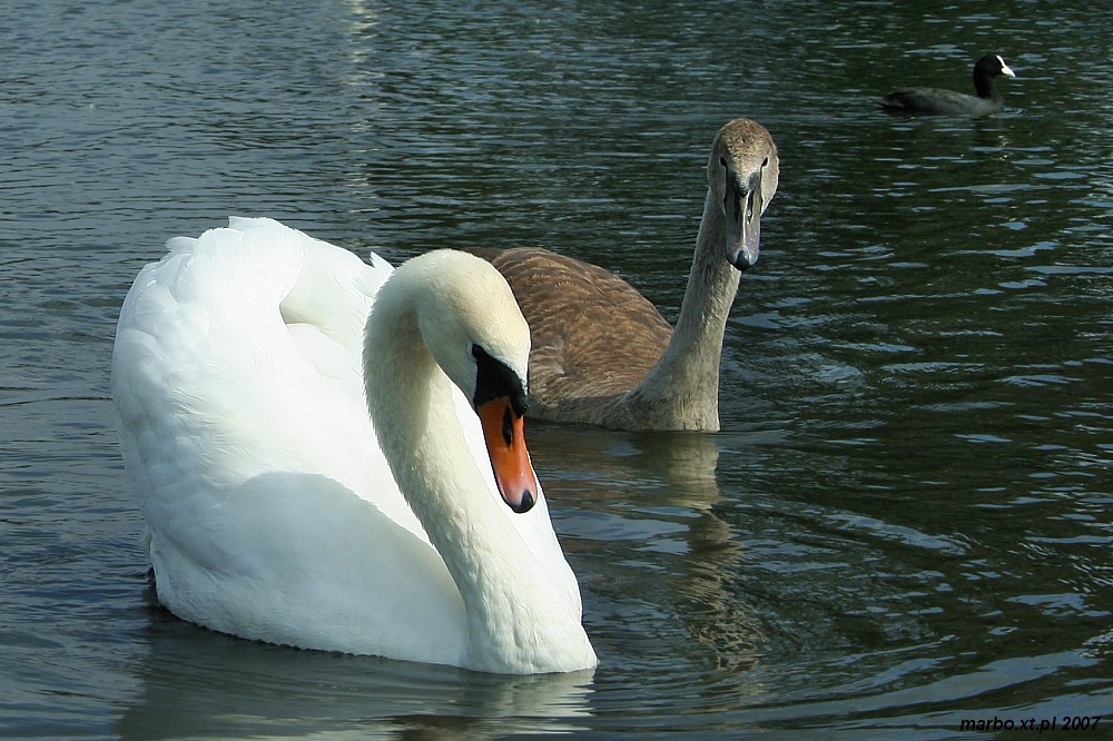 Rodzic i dziecko
[i]Cygnus olor[/i]
Słowa kluczowe: ptak,biały