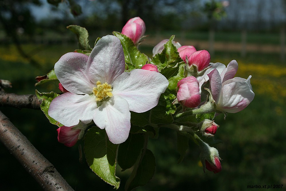Kwitnący sad - jabłoń
[i]Malus domestica[/i]
Słowa kluczowe: kwiat,biały