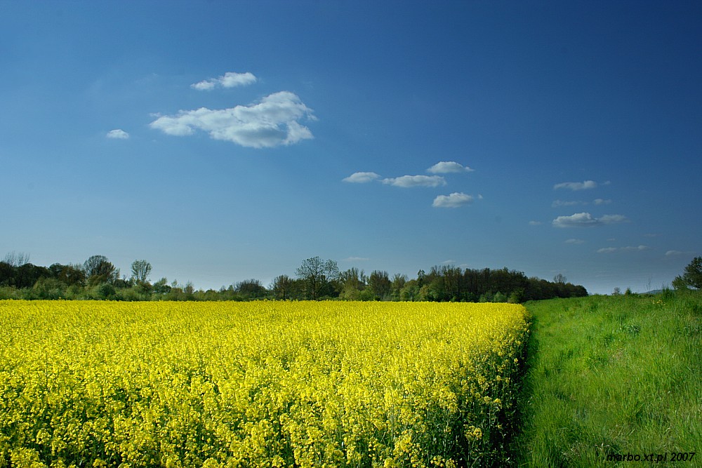 Landszaft trójdzielny
Słowa kluczowe: łąka,żółty,kwiat