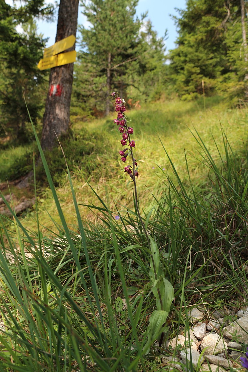 Kruszczyk rdzawoczerwony
[i]Epipactis atrorubens[/i]
Austria 2018
Słowa kluczowe: kwiat,czerwony,fioletowy,las