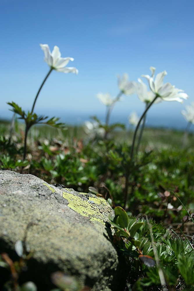 Sasanka alpejska - [i]Pulsatilla alba[/i]
Babiogórski Park Narodowy 2008
Słowa kluczowe: kwiat,biały,góry