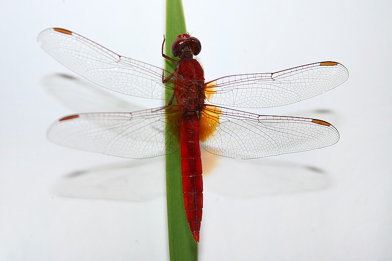 Szafranka czerwona, samiec
[i]Crocothemis erythraea[/i]
Słowa kluczowe: owad,ważka,czerwony