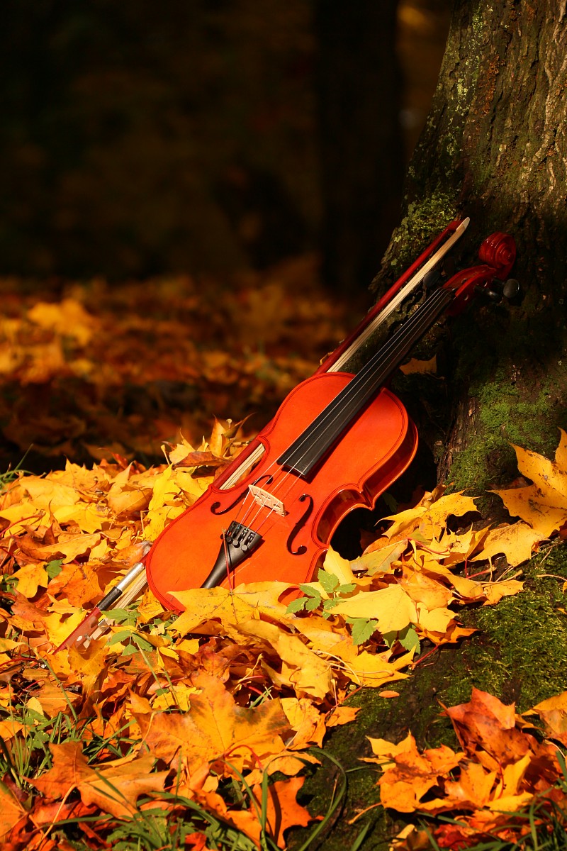 Jesienne skrzypce
Słowa kluczowe: jesień,żółty