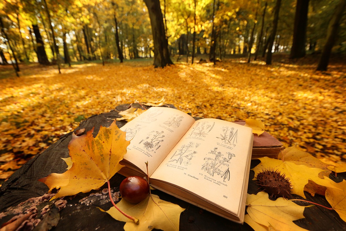 Jesienne lektury
Słowa kluczowe: jesień,żółty