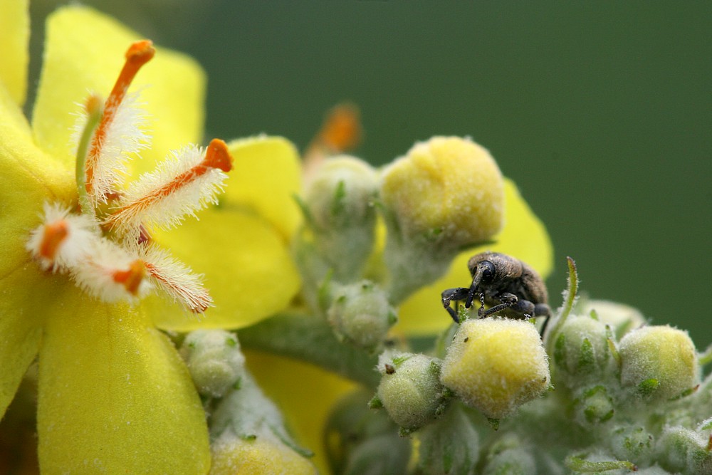 Dziewanna z ryjkowcem
[i]Verbascum sp.[/i]
Słowa kluczowe: chrząszcz,owad,kwiat,żółty