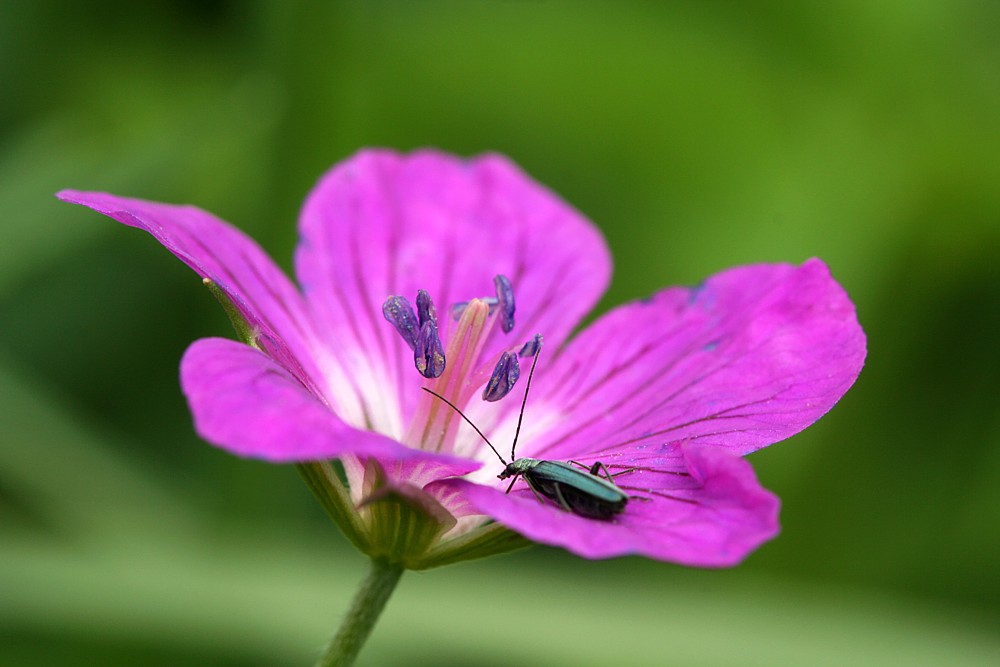 Na kwietnym lądowisku
Słowa kluczowe: chrząszcz,owad,fioletowy,kwiat