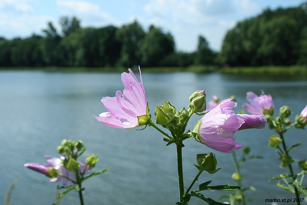 Letnia łąka
Słowa kluczowe: kwiat,woda