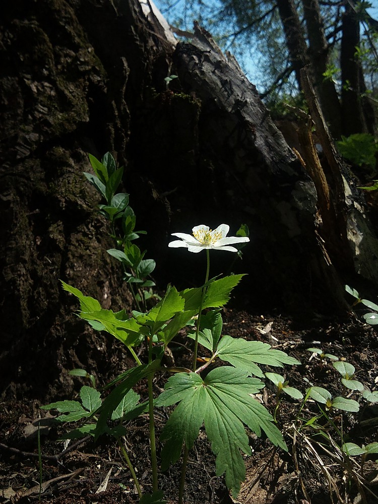 Zawilec gajowy
[i]Anemone nemorosa[/i]
Słowa kluczowe: kwiat,biały