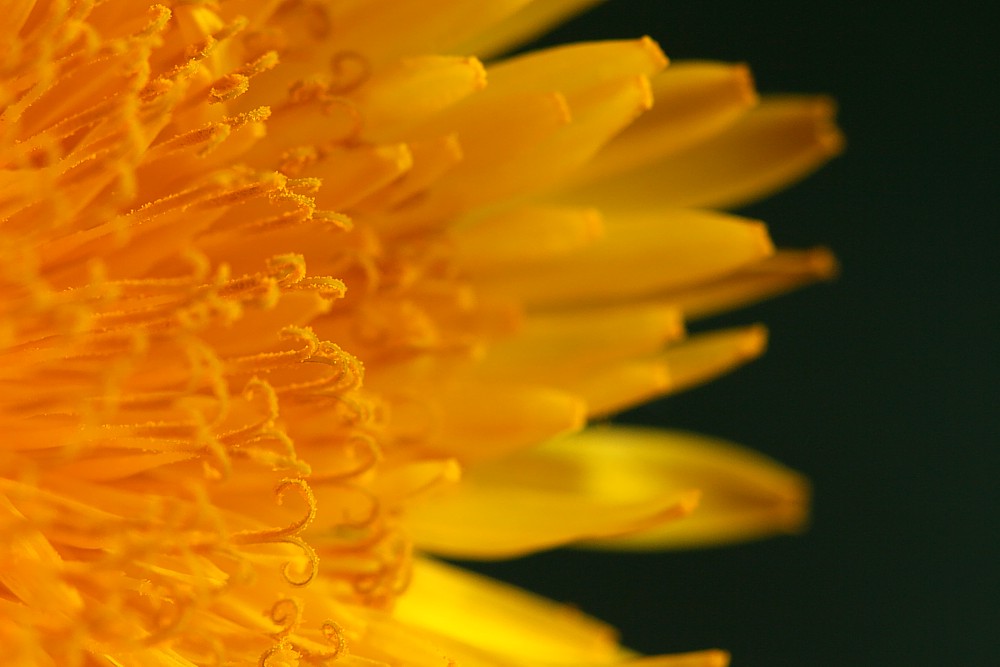 Mniszek lekarski
Słowa kluczowe: żółty,kwiat
