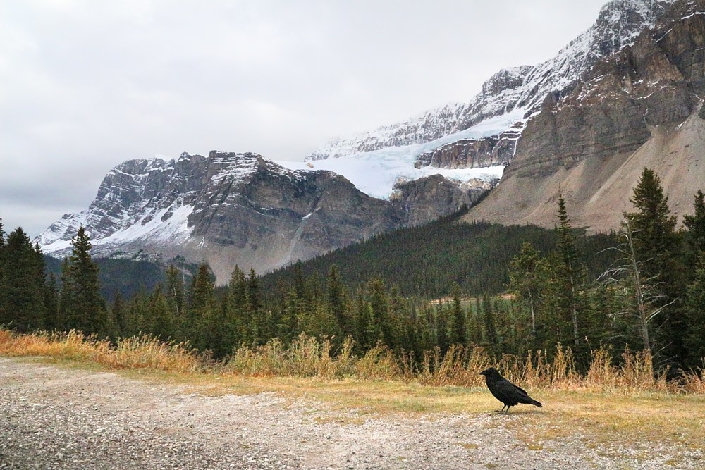 Kajobraz z krukiem
Banff National Park
Canada 2015
Słowa kluczowe: góry,ptak