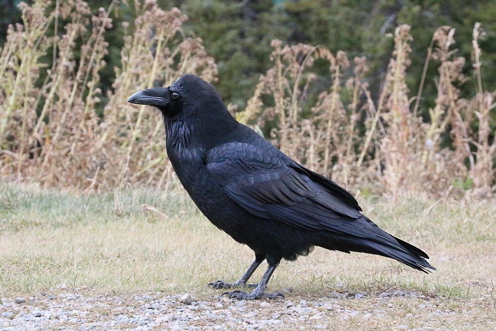 Kruk
[i]Corvus corax[/i]
Banff National Park
Canada 2015
Słowa kluczowe: ptak