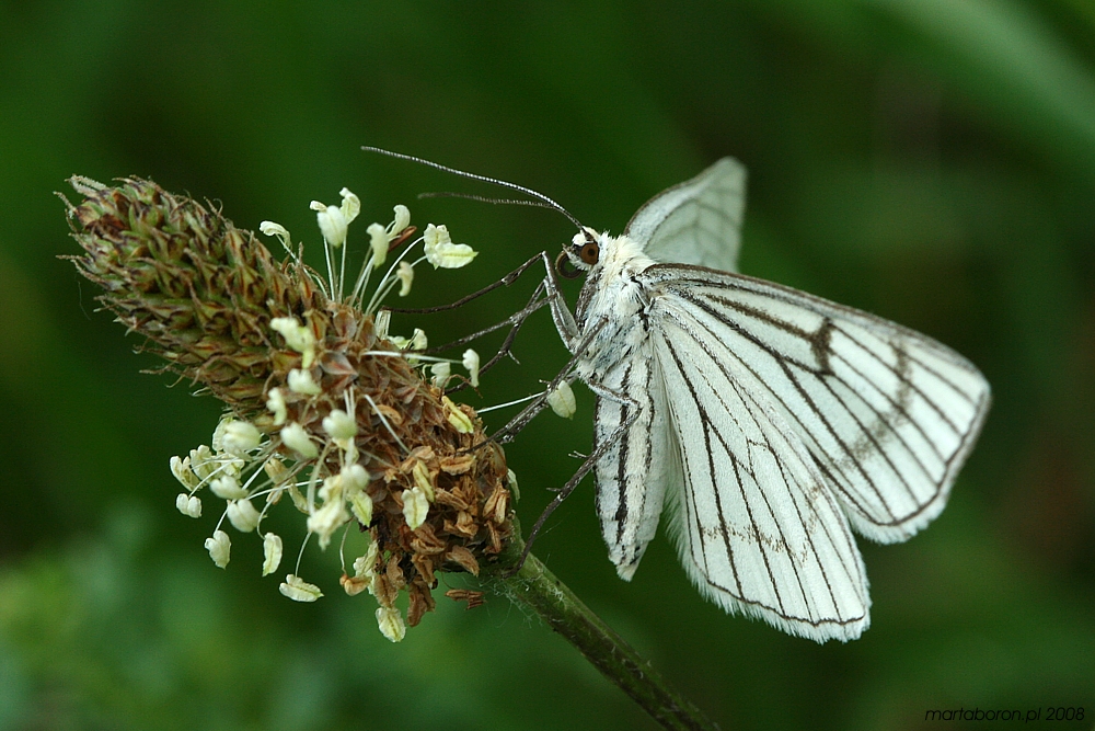 [i]Lepidoptera[/i]
Słowa kluczowe: owad,motyl,biały
