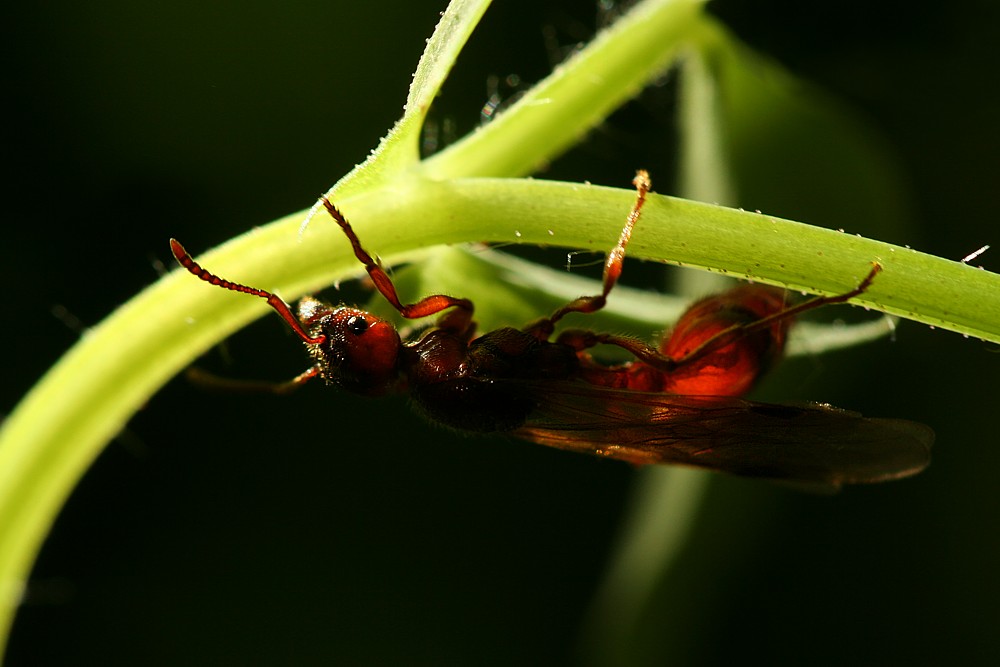 Królowa mrówek: wścieklica dorodna
[i]Manica rubida[/i]
Słowa kluczowe: owad,mrówka