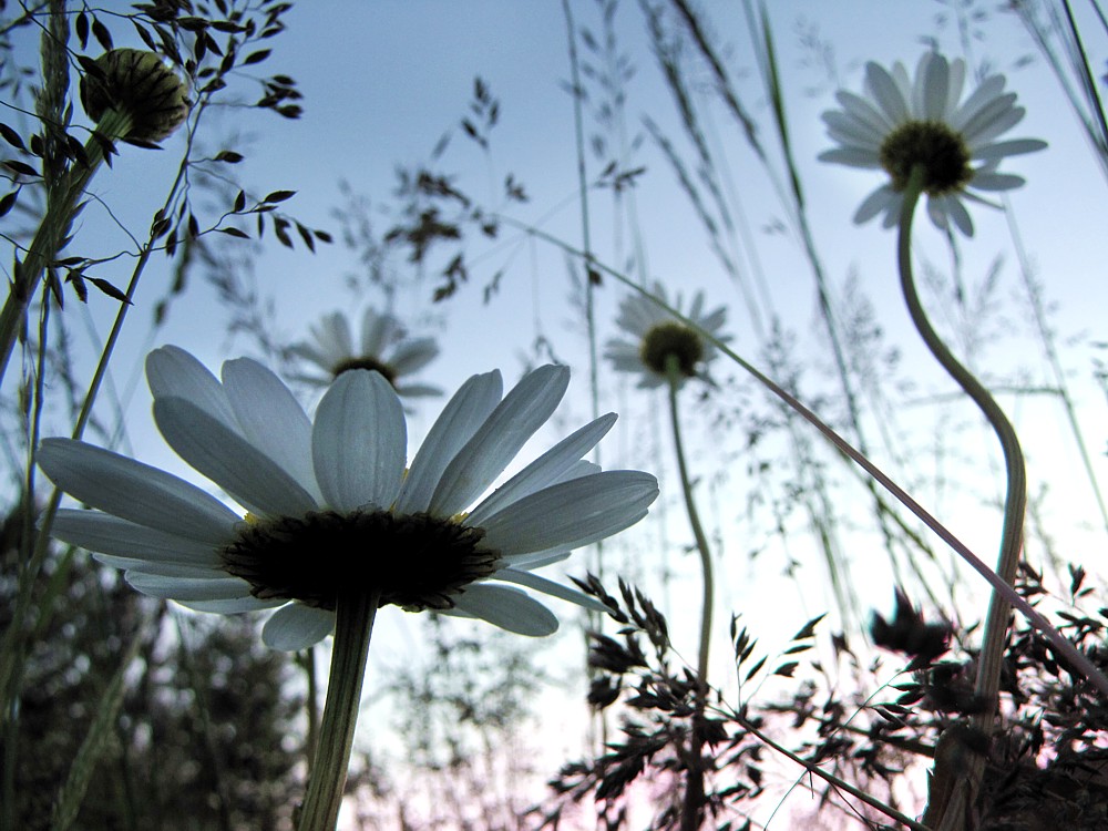 Łączka o zachodzie słońca
Margaretki
Słowa kluczowe: kwiat,biały,lato