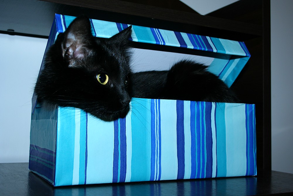 Amelia
W za małym pudełku
Słowa kluczowe: kot,czarny