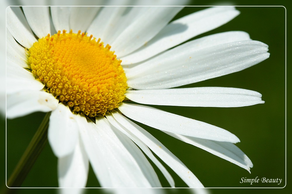 Simple Beauty
Złocień właściwy
[i]Chrysanthemum leucanthemum[/i]
Słowa kluczowe: kwiat,biały,lato