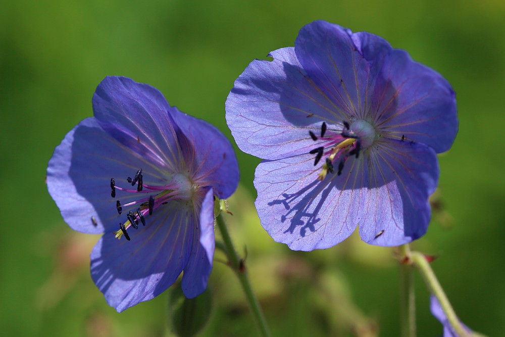 Inwazja wciornastków  na bodziszku 1
Mazury 2013
Słowa kluczowe: niebieski,kwiat,owad