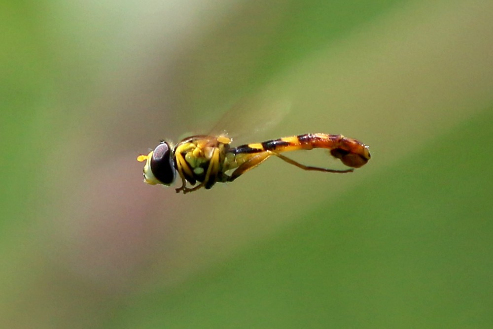 Bzyg prążkowany w locie 2
[i]Episyrphus balteatus[/i]
Mazury 2013
Słowa kluczowe: owad