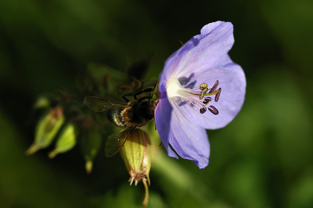 Pszczoła złodziejka
Próbuje się dostać do nektaru pomijając zapylenie kwiatu
Słowa kluczowe: kwiat,fioletowy,owad,pszczoła