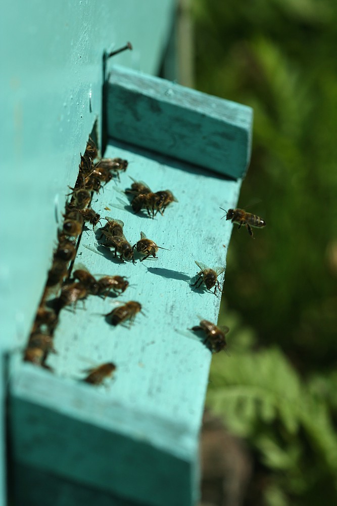 Pszczoła miodna u wejścia do ula
[i]Aphis mellifera[/i]
