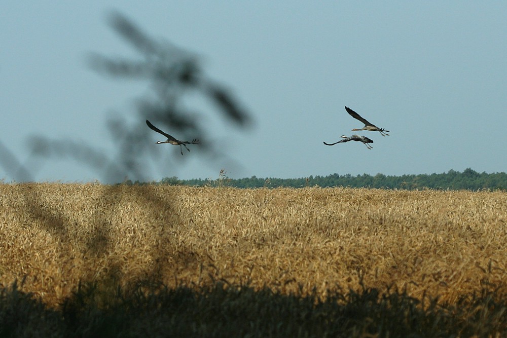 Żurawie
Teren przygraniczny
Mazury 2012
