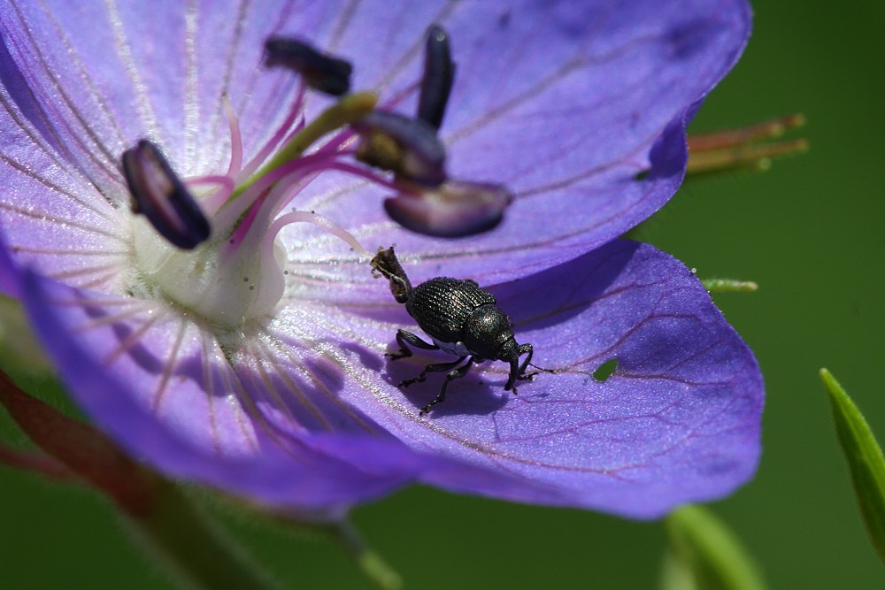Chrząszcz ryjkowiec na bodziszku
Bieszczady 2011
Słowa kluczowe: chrząszcz,owad,kwiat