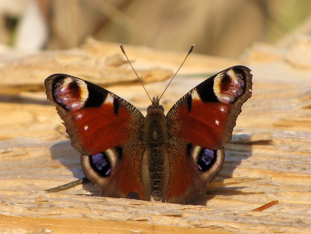 Rusałka pawik
[i]Inachis io[/i]
Wiosennie
Słowa kluczowe: owad,motyl