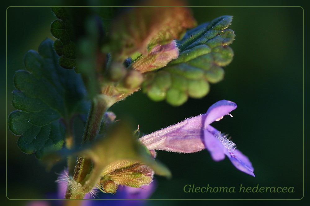 Bluszczuk kurdybanek
[i]Glechoma hederacea[/i]
Słowa kluczowe: kwiat,fioletowy