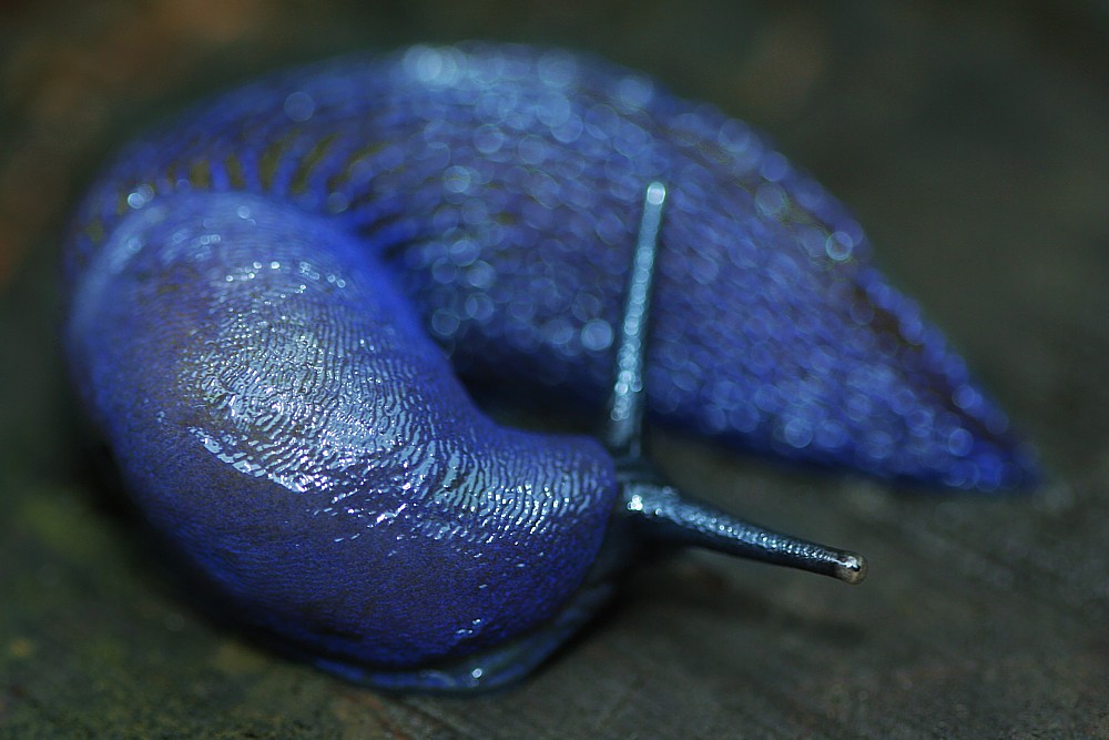 Pomrów błękitny
[i]Bielzia coerulans[/i]
Słowa kluczowe: ślimak,niebieski