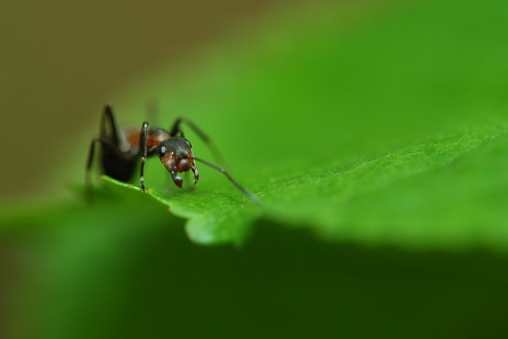 Mrówa
Słowa kluczowe: owad,mrówka