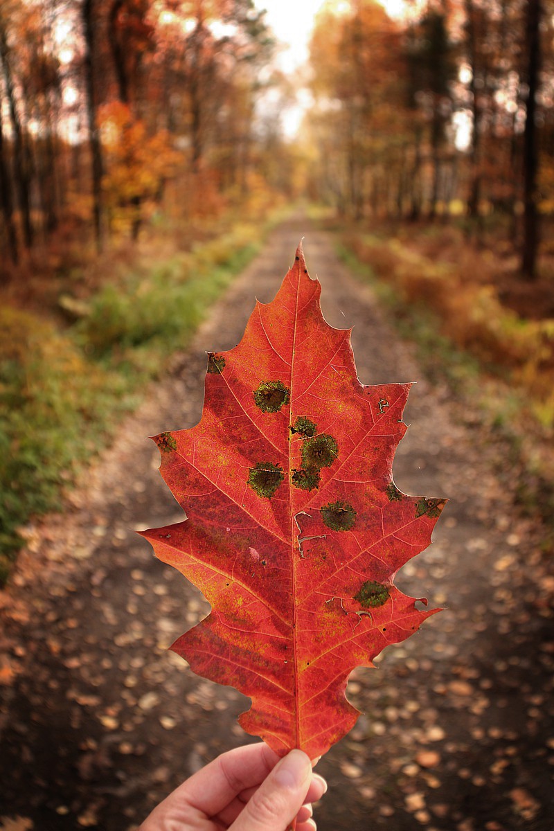 Ognisty liść dębu czerwonego
Słowa kluczowe: jesień,las,liść,czerwony