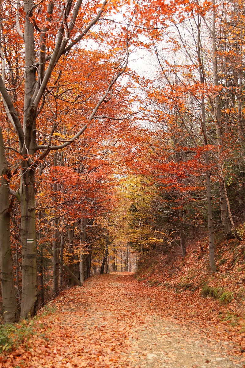 Beskid jesiennie 2
Słowa kluczowe: jesień
