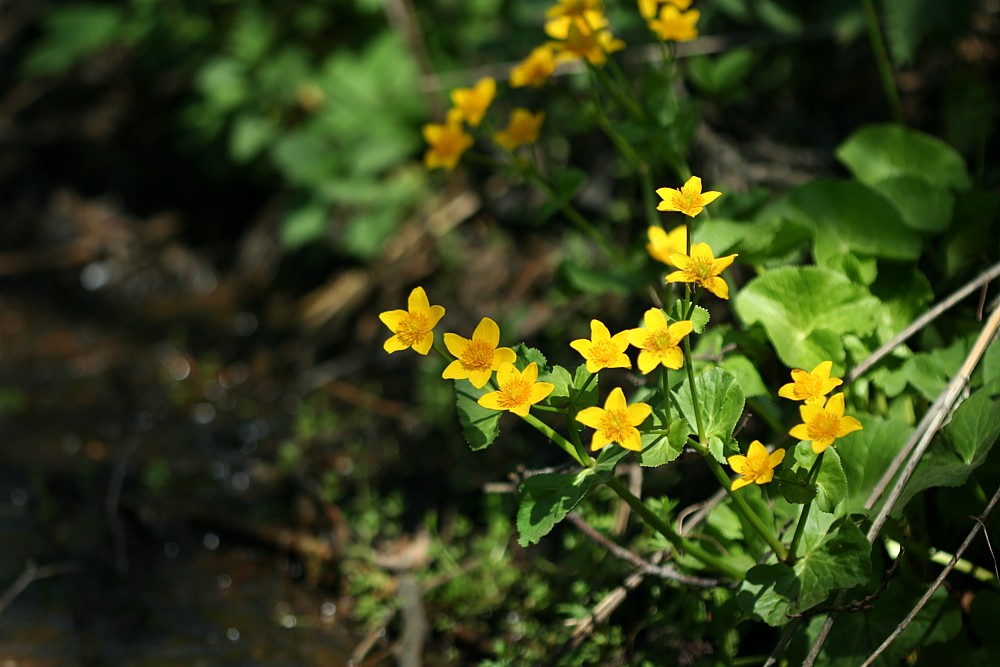 Knieć błotna - kaczeniec
[i](Caltha palustris[i]
Słowa kluczowe: kwiat,żółty