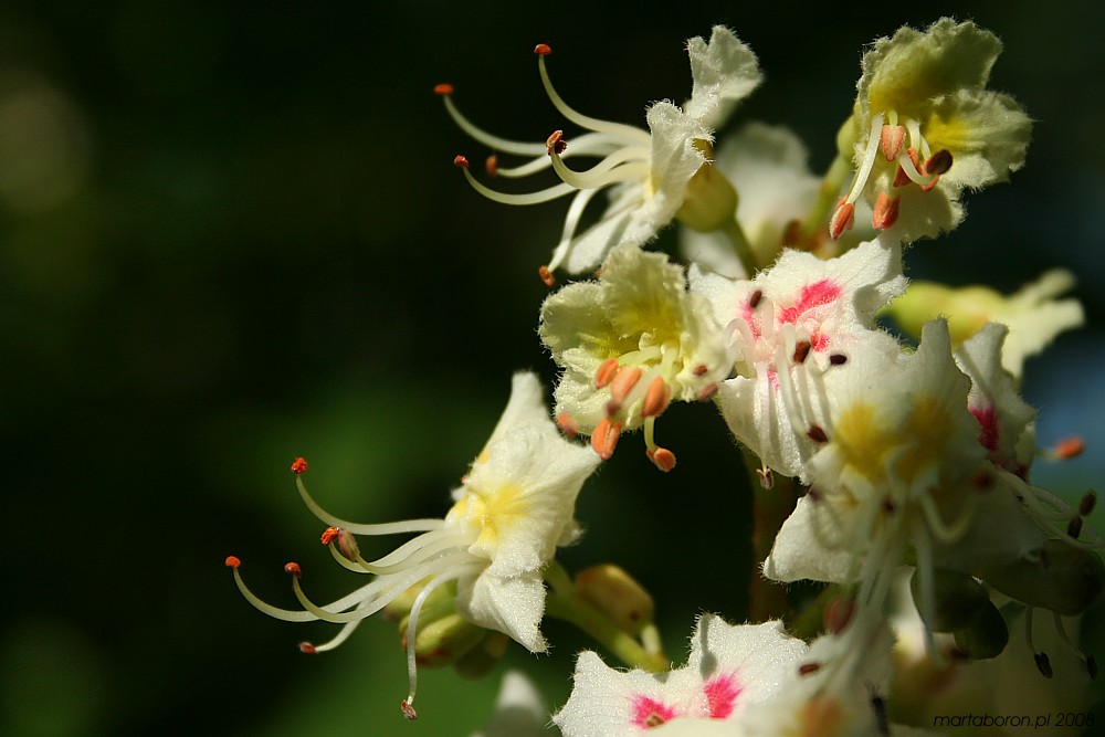 Kasztanowiec biały
[i]Aesculus hippocastanum[/i]
Słowa kluczowe: kwiat,biały