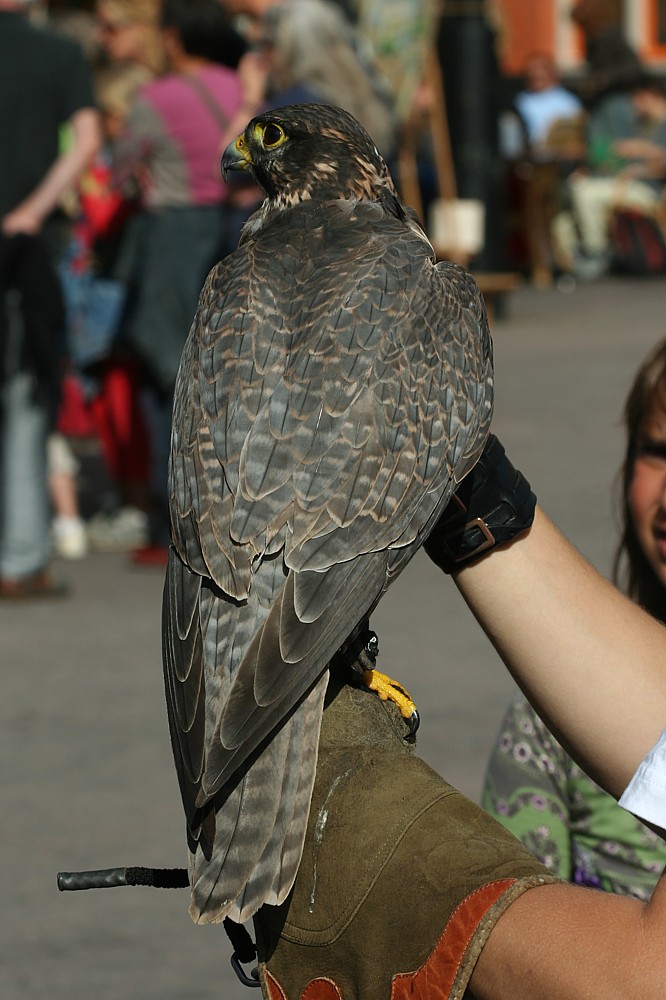 Białozór = Sokół norweski
[i]Falco rusticolus[/i]
Słowa kluczowe: ptak