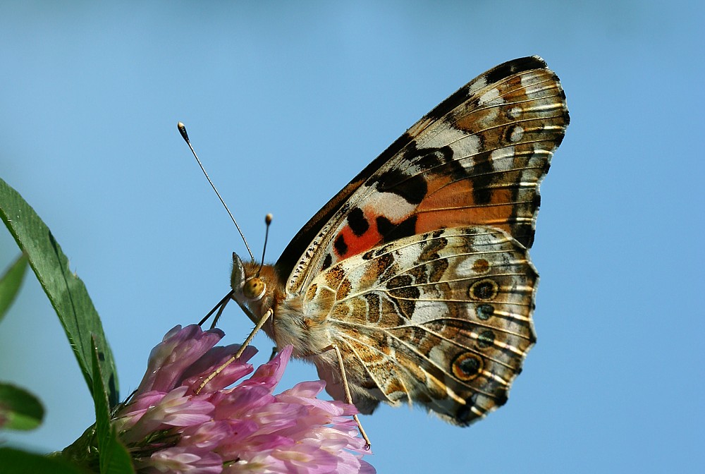 Rusałka osetnik
[i]Vanessa cardui[/i]
Słowa kluczowe: owad,motyl