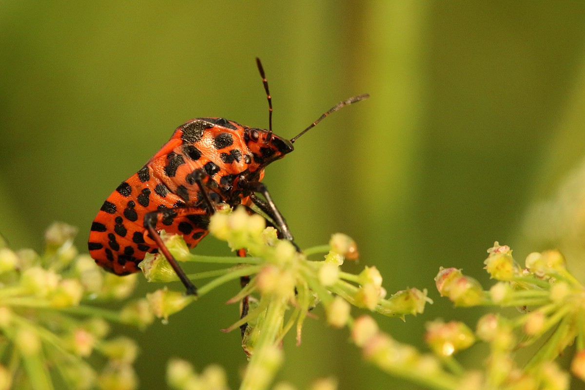 Strojnica baldaszkówka
[i]Graphosoma lineatum[/i]
Słowa kluczowe: owad,pluskwiak,czerwony