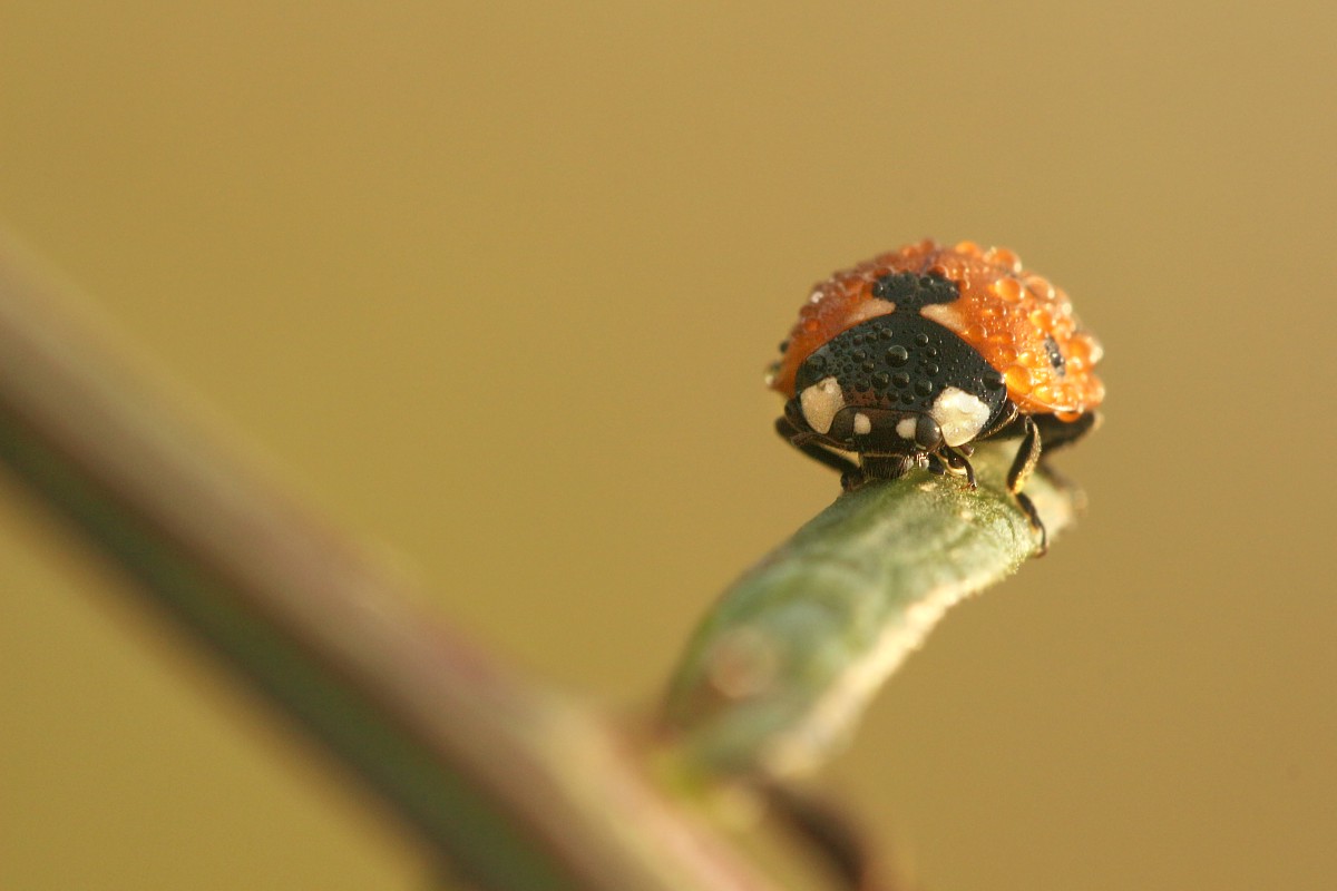 Biedronka siedmiokropka
[i]Coccinella septempunctata[/i]
Słowa kluczowe: owad,chrząszcz,czerwony,biedronka