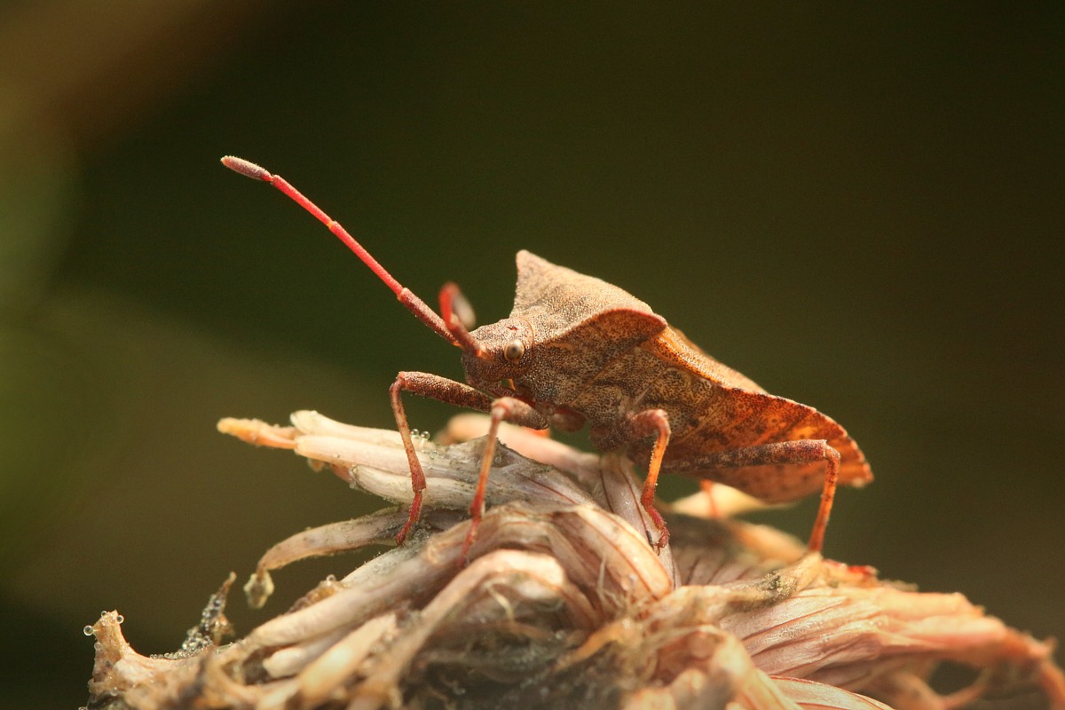 Wtyk straszyk
[i]Coreus marginatus[/i]
Słowa kluczowe: owad,pluskwiak,brązowy