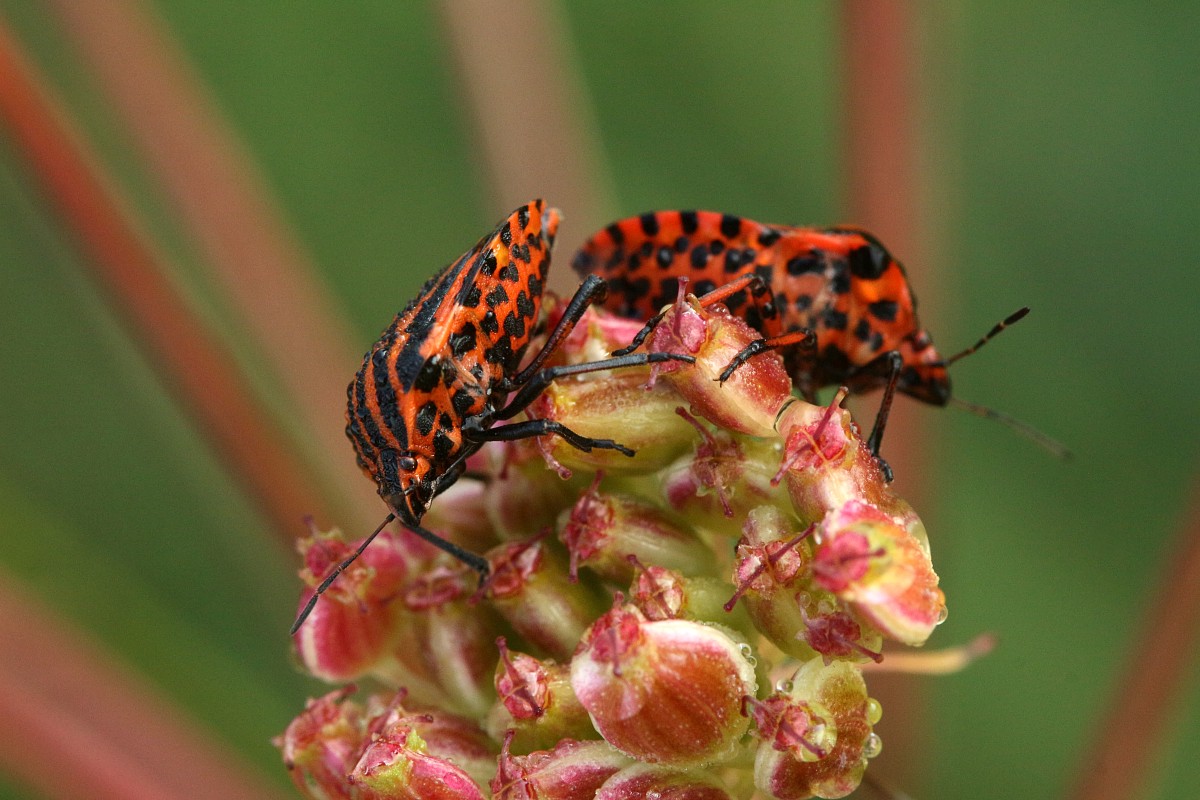 Strojnica baldaszkówka
[i]Graphosoma lineatum[/i]
Słowa kluczowe: owad,pluskwiak,czerwony