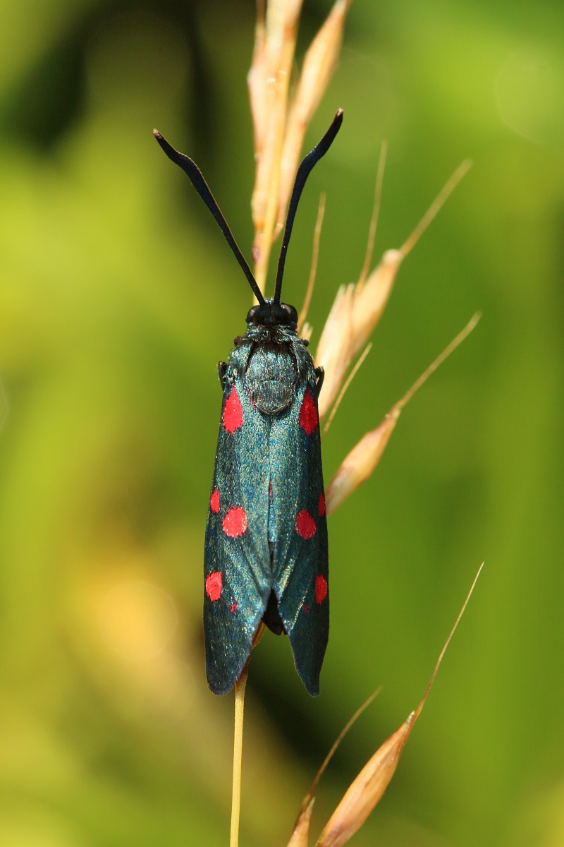 Kraśnik goryszowiec
[i]Zygaena ephialtes[/i]
Słowa kluczowe: owad,motyl