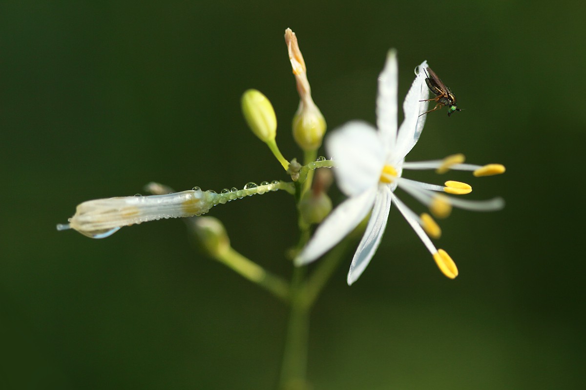 Muszka i pajęcznica gałęzista
[i]Anthericum ramosum[/i]
Słowa kluczowe: zielony,kwiat,owad,mucha