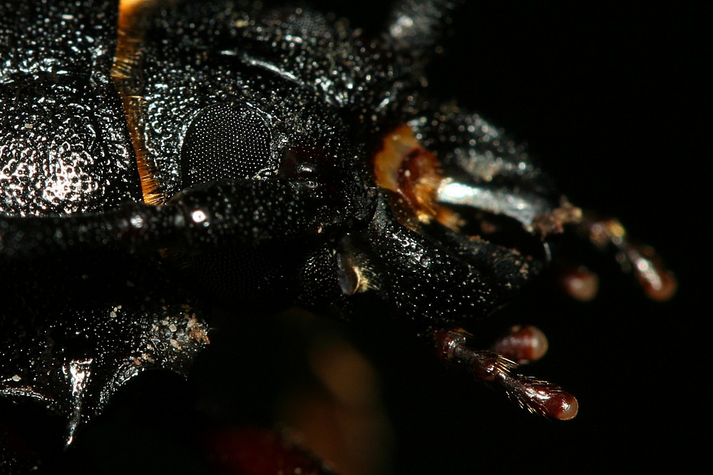 Dyląż garbarz
[i]Prionus coriarius[/i]
Słowa kluczowe: owad,chrząszcz,czarny