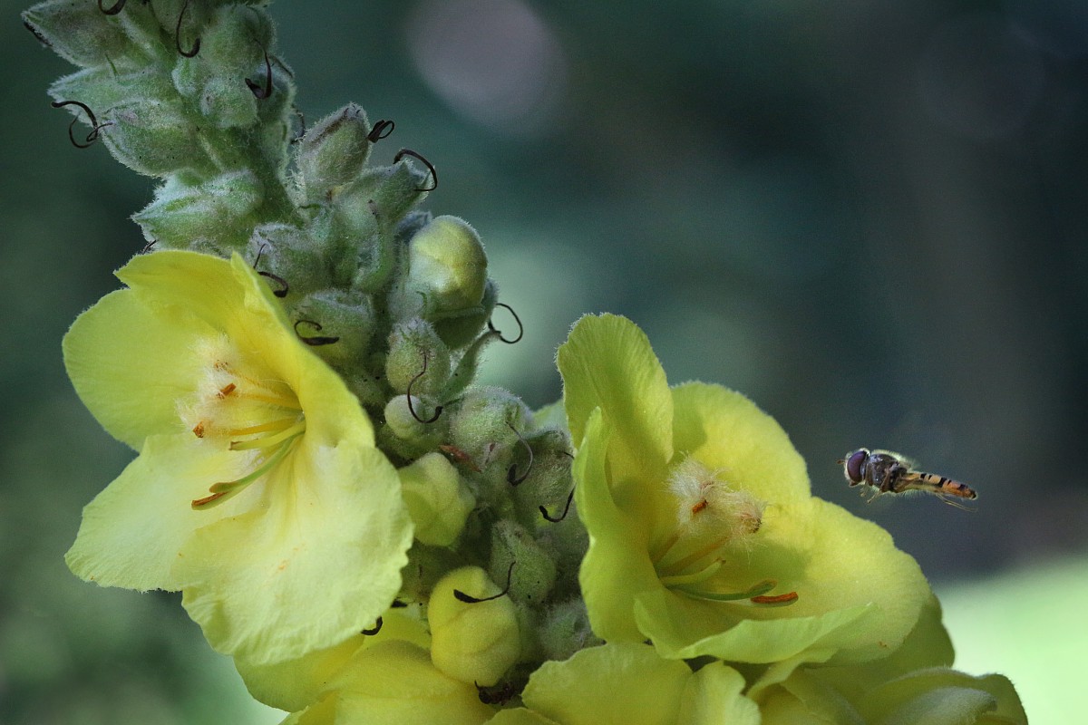 Muchówka przy dziewannie
Słowa kluczowe: kwiat,żółty,owad